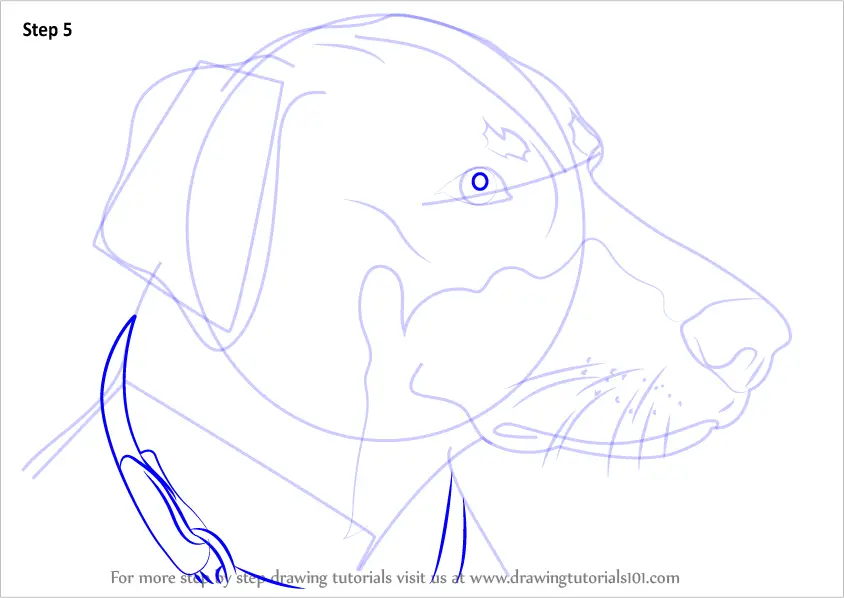 Learn How to Draw Doberman Face (Dogs) Step by Step : Drawing Tutorials