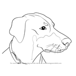 How to Draw Doberman Face