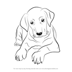 How to Draw Doberman Puppy