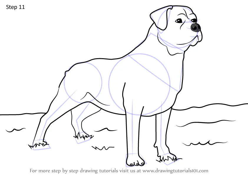 How to Draw a German Rottweiler (Dogs) Step by Step