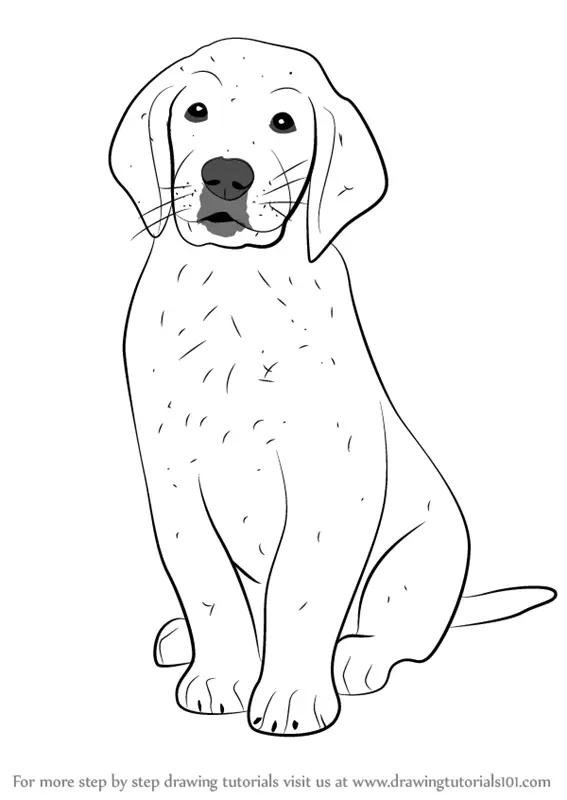 Learn How to Draw Golden Retriever Puppy (Dogs) Step by Step : Drawing