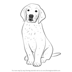 How to Draw Golden Retriever Puppy