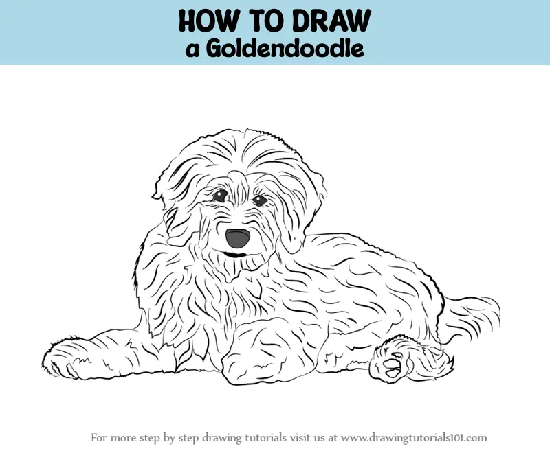 How to Draw a Goldendoodle (Dogs) Step by Step | DrawingTutorials101.com