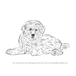 How to Draw a Goldendoodle