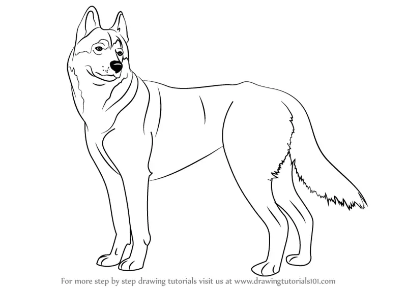 How To Draw A Husky Dog Face