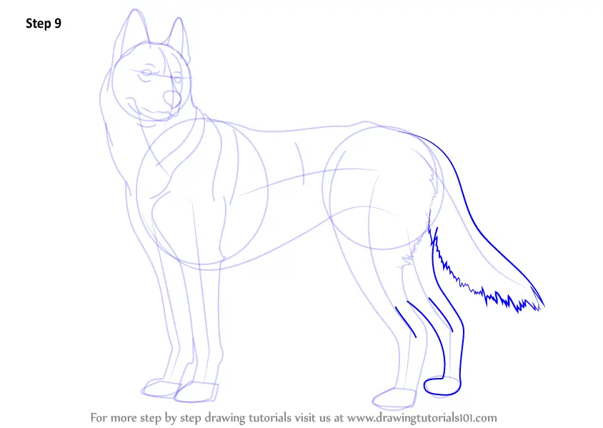 How To Draw A Realistic Husky Dog Step By Step