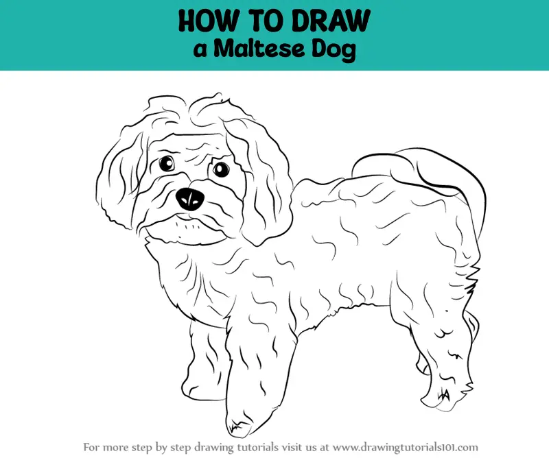 How to Draw a Maltese Dog (Dogs) Step by Step