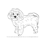 How to Draw a Maltese Dog