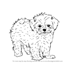 How to Draw a Maltese