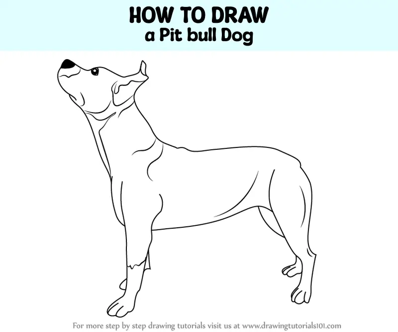 How to Draw a Pit bull Dog (Dogs) Step by Step