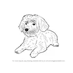 How to Draw a Schnoodle