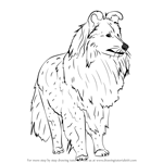 How to Draw a Shetland Sheepdog