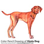 How to Draw a Vizsla Dog