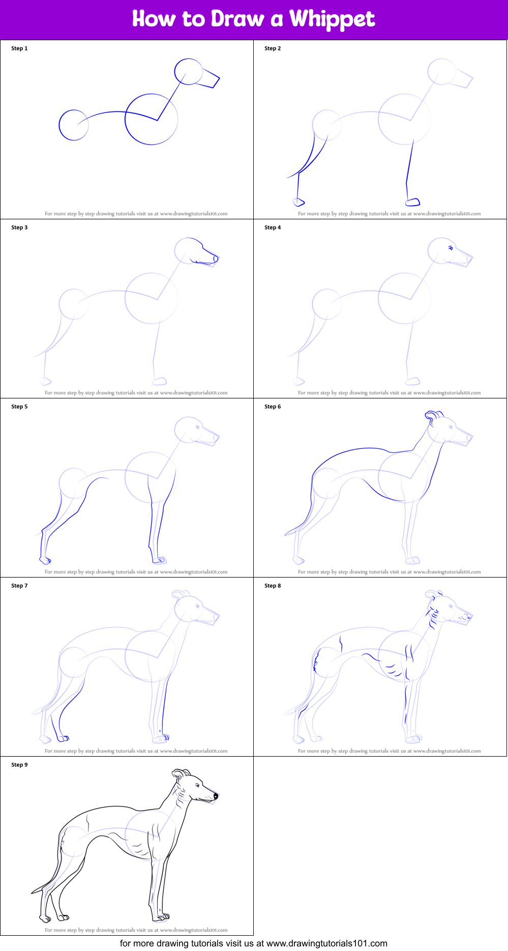 How To Draw A Whippet (dogs) Step By Step 