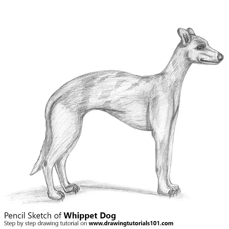 Whippet Pencil Drawing - How to Sketch Whippet using