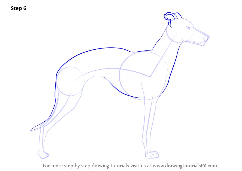 Step by Step How to Draw a Whippet : DrawingTutorials101.com