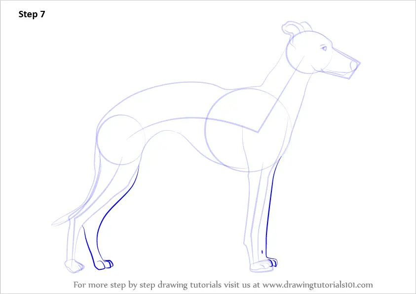 How to Draw a Whippet (Dogs) Step by Step | DrawingTutorials101.com