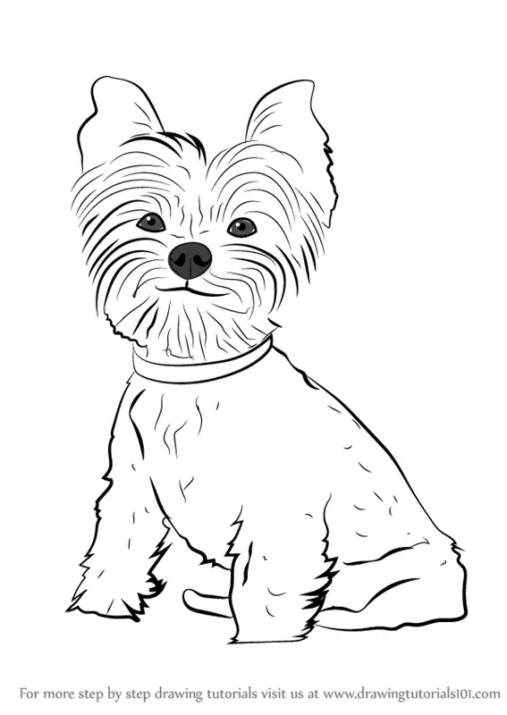 How to Draw Yorkie Puppy (Dogs) Step by Step