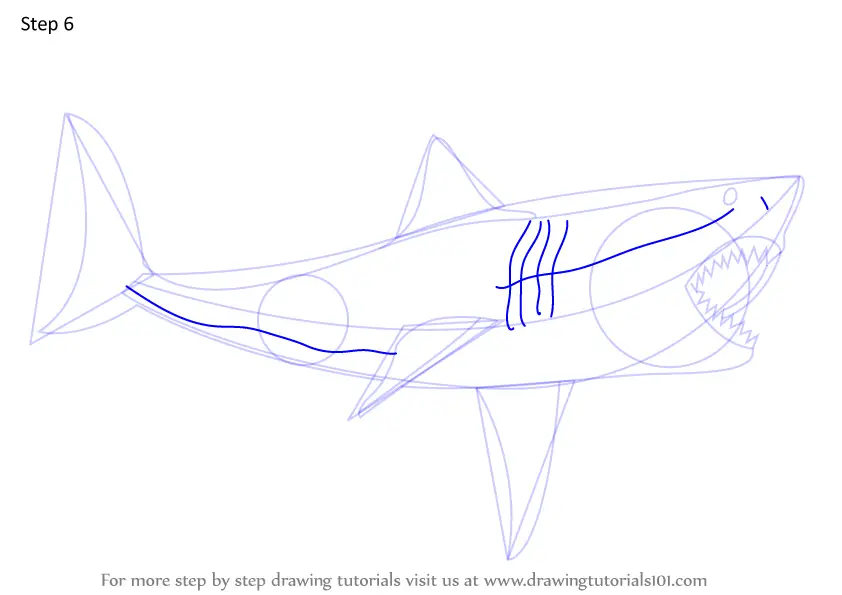 How to Draw The Meg aka Megalodon (Extinct Animals) Step by Step