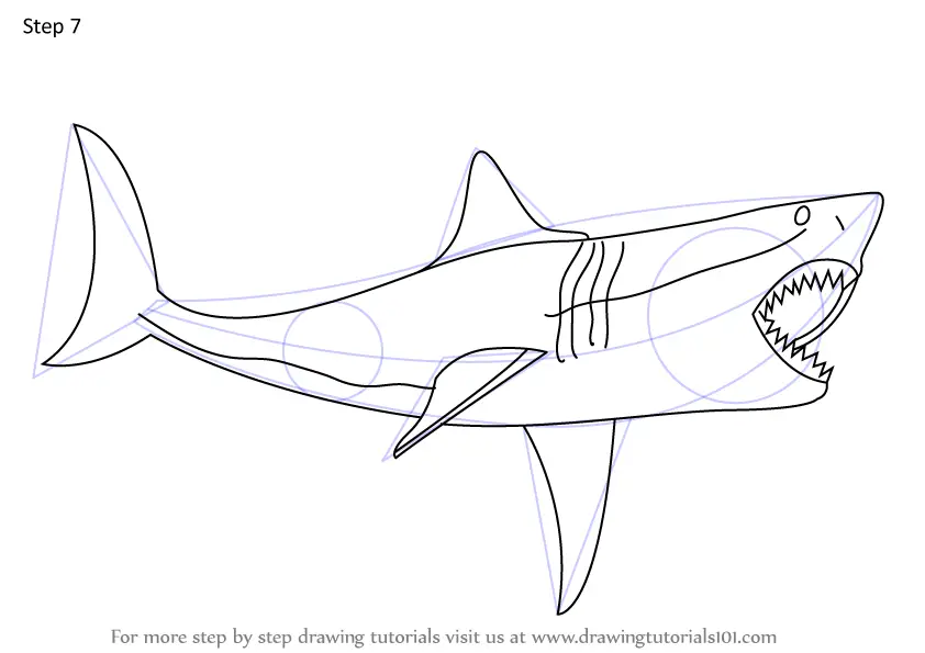 How to Draw The Meg aka Megalodon (Extinct Animals) Step by Step