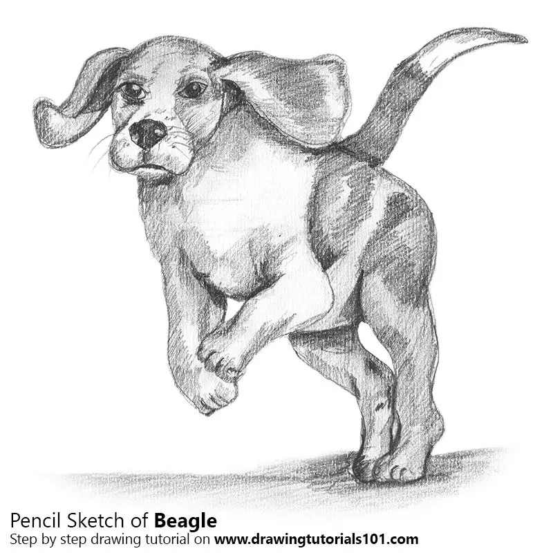 Beagle Pencil Drawing - How to Sketch Beagle using Pencils