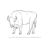 How to Draw a Bison