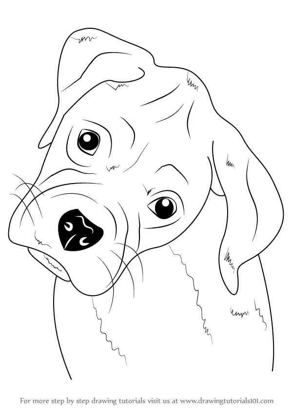 Learn How To Draw Boxer Puppy Face Farm Animals Step By Step Drawing Tutorials