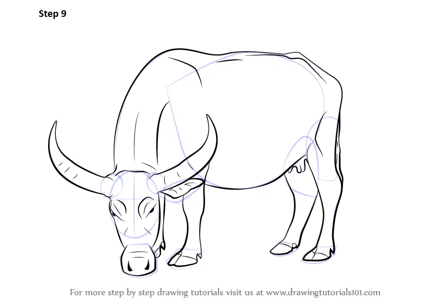 How to Draw a Buffalo (Farm Animals) Step by Step