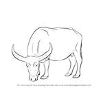 How to Draw a Buffalo