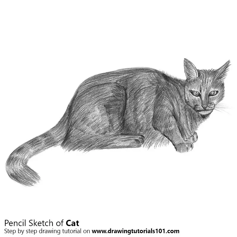 Pencil Sketch of Cat - Pencil Drawing
