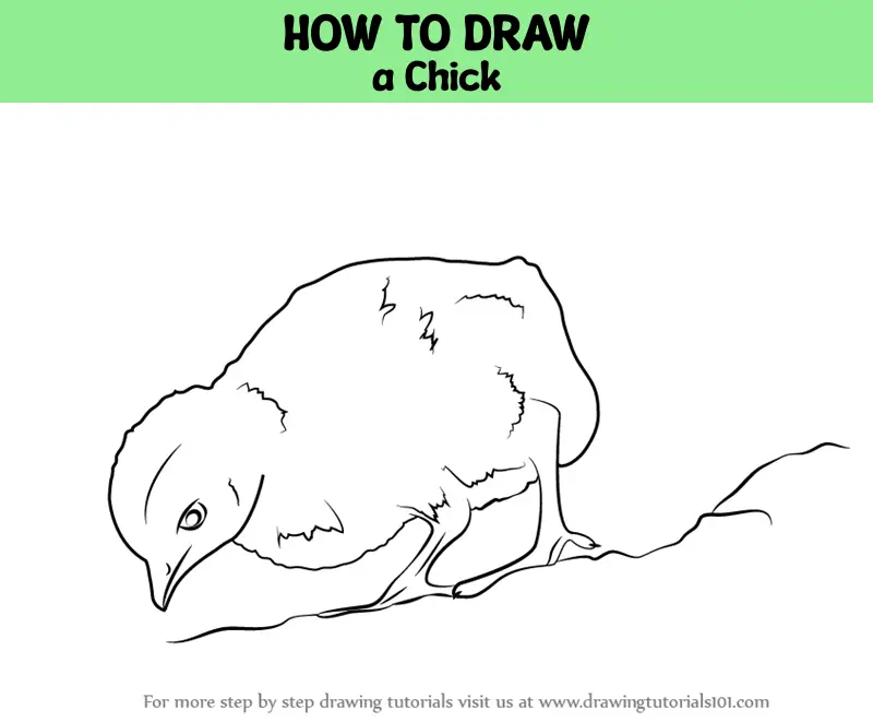 How to Draw a Baby Chick Cute and Easy - YouTube