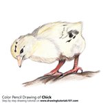 How to Draw a Chick