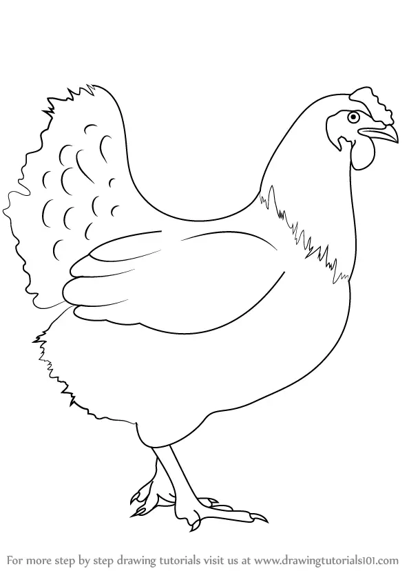 How to Draw a Chicken (Farm Animals) Step by Step