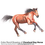 How to Draw a Cleveland Bay Horse