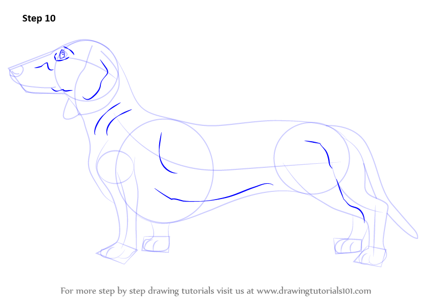 How to Draw a Dachshund (Farm Animals) Step by Step