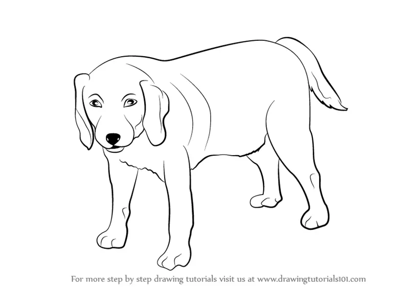 Drawing Animals - how to articles from wikiHow