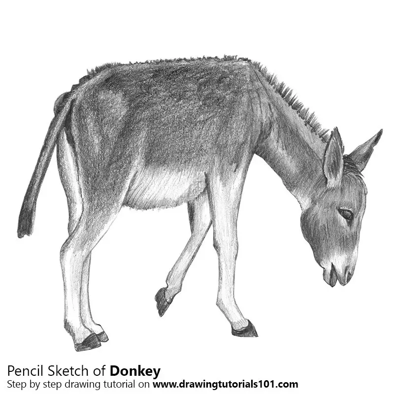 Pencil Sketch of Donkey - Pencil Drawing
