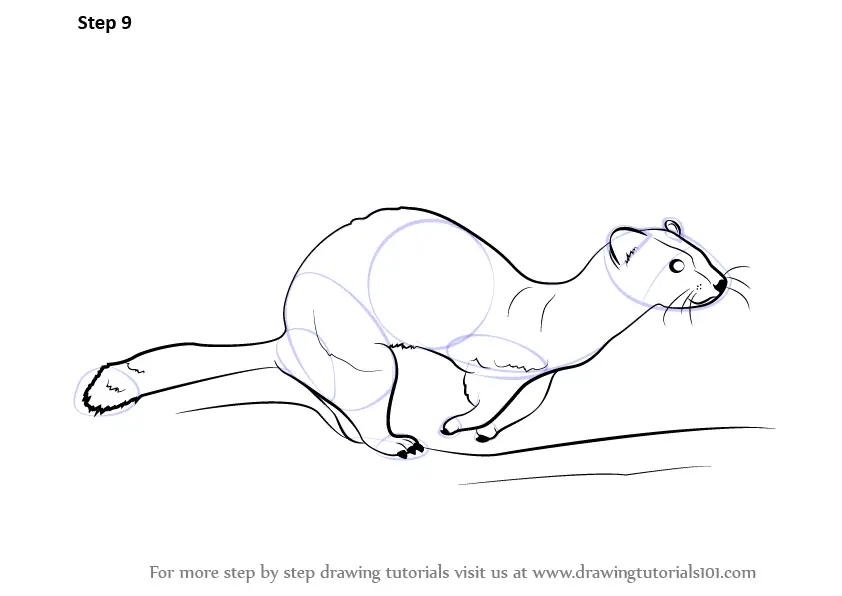 How to Draw a Ferret (Farm Animals) Step by Step