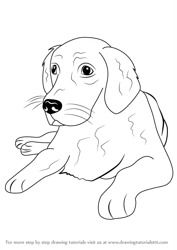 Learn How to Draw a Golden Retriever (Farm Animals) Step by Step