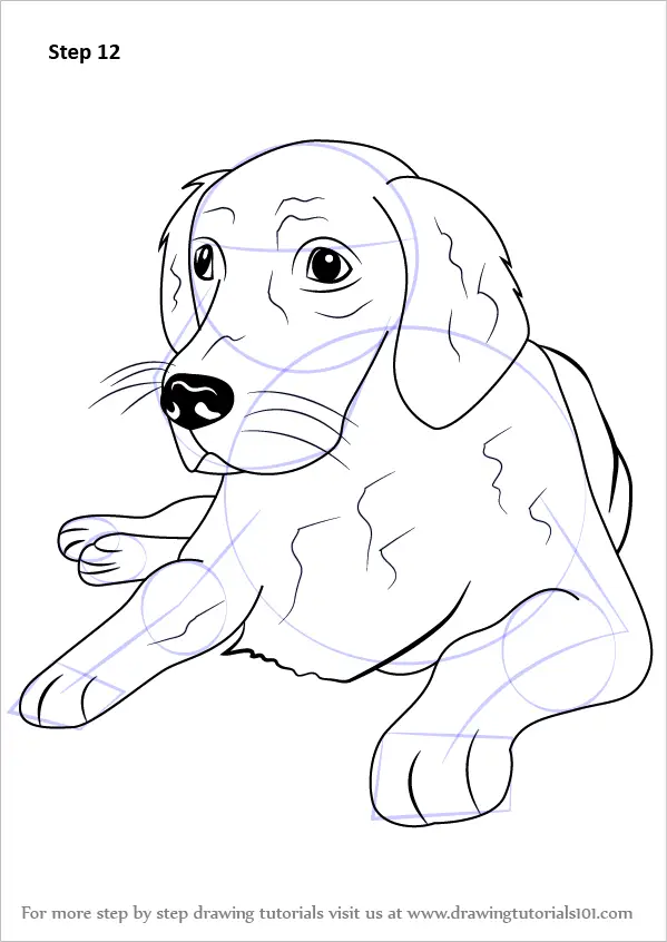 Learn How to Draw a Golden Retriever (Farm Animals) Step by Step