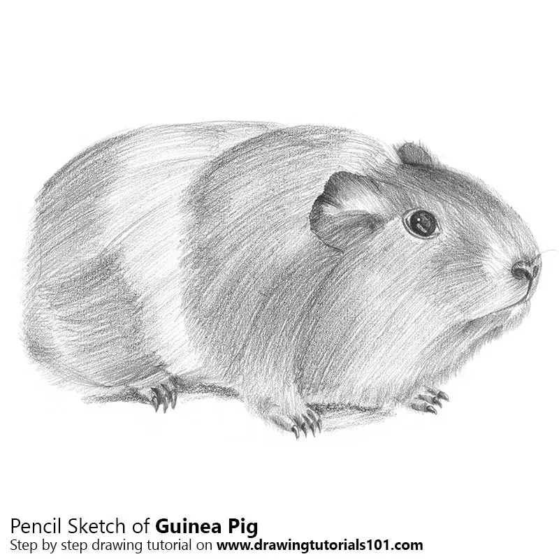 Pencil Sketch of Guinea Pig - Pencil Drawing