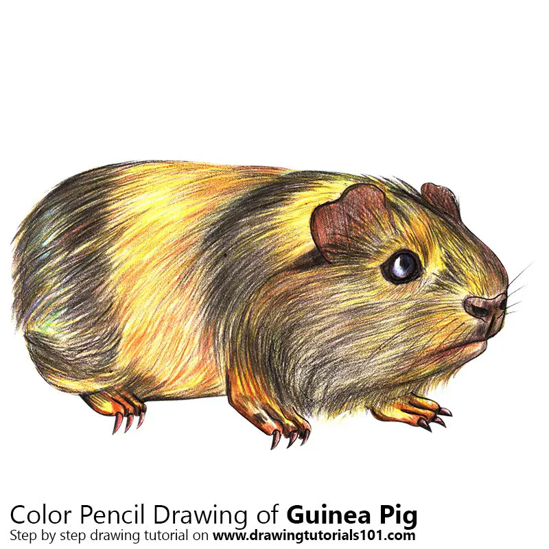 Guinea Pig Color Pencil Drawing