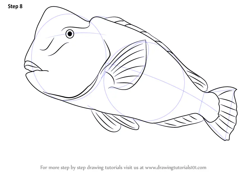 How to Draw a Humphead Parrotfish (Farm Animals) Step by Step ...