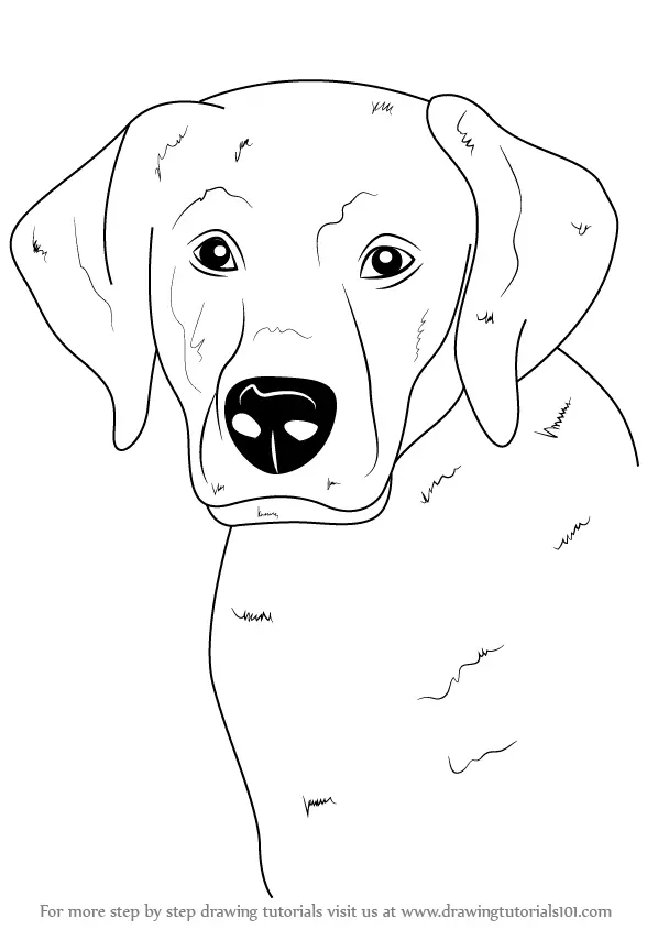 Learn How to Draw a Labrador Face (Farm Animals) Step by Step : Drawing
