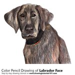 How to Draw a Labrador Face