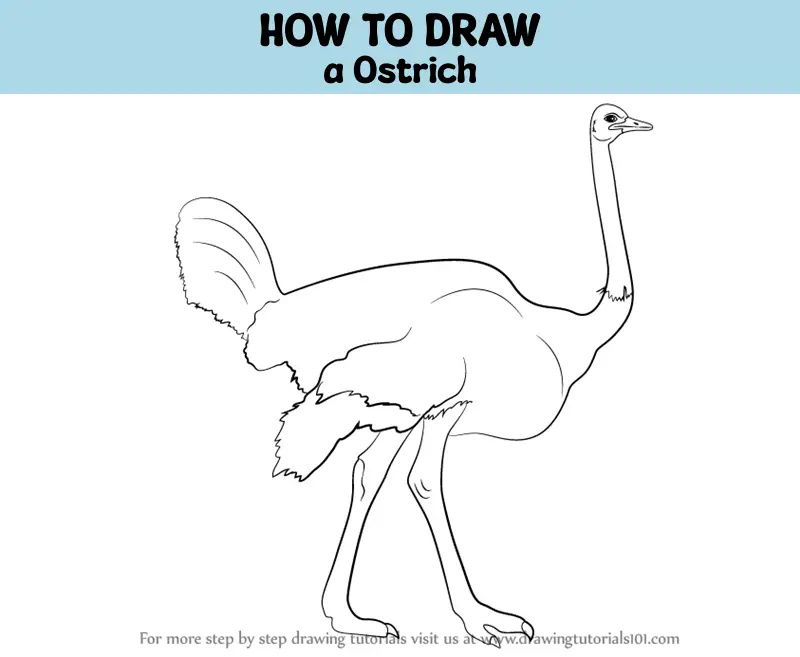 How To Draw A Ostrich (farm Animals) Step By Step 