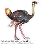 How to Draw a Ostrich