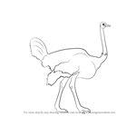 How to Draw a Ostrich