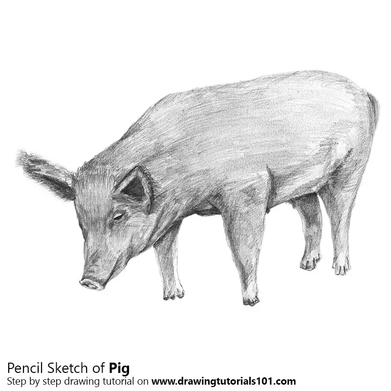 Pencil Sketch of Pig - Pencil Drawing