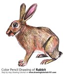 How to Draw a Rabbit